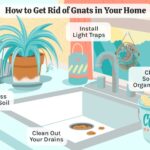 How Can I Get Rid of Gnats in the Kitchen?