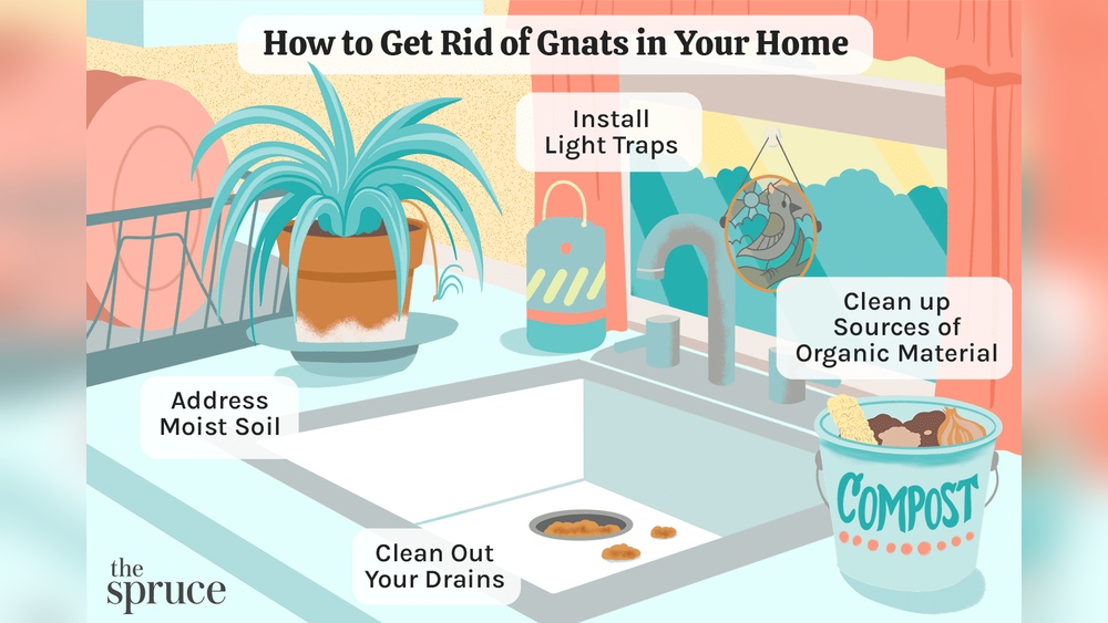 How Can I Get Rid of Gnats in the Kitchen?