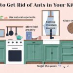 How Do You Get Rid of Ants in the Kitchen?