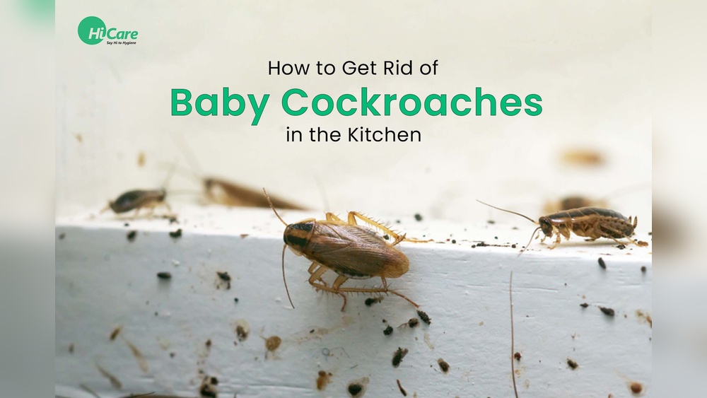 How Do You Get Rid of Roaches in the Kitchen?