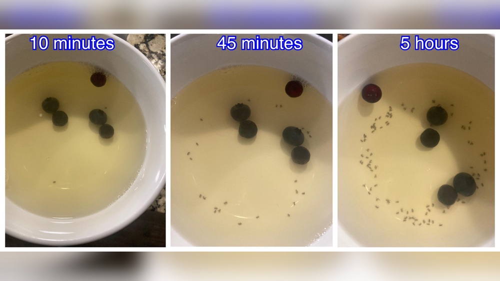 How Get Rid of Gnats in Kitchen?