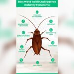 How to Get Rid of Cockroaches in Kitchen?