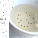 How to Get Rid of Gnats in Kitchen?