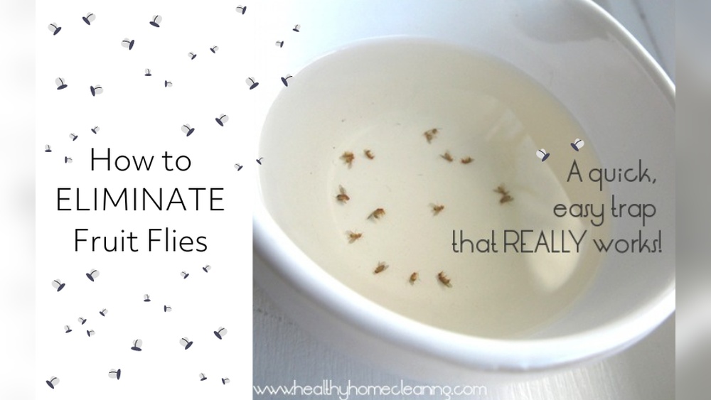 How to Get Rid of Gnats in Kitchen?