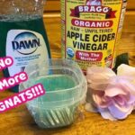 How to Get Rid of Gnats in the Kitchen?