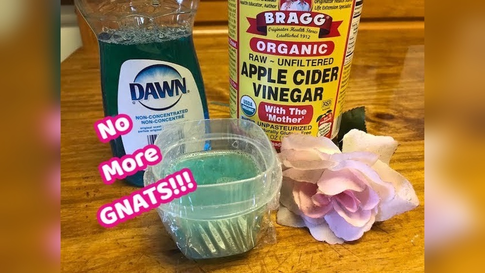 How to Get Rid of Gnats in the Kitchen?