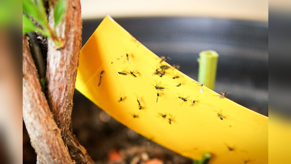 How to Get Rid of Gnats Kitchen?