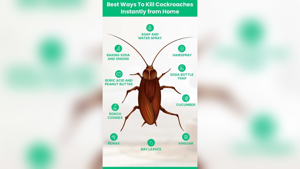 How to Get Rid of Roaches in Kitchen?