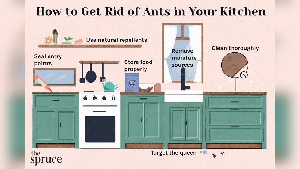 How to Get Rid of Tiny Ants in Kitchen?