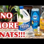 How to Rid of Gnats in the Kitchen?