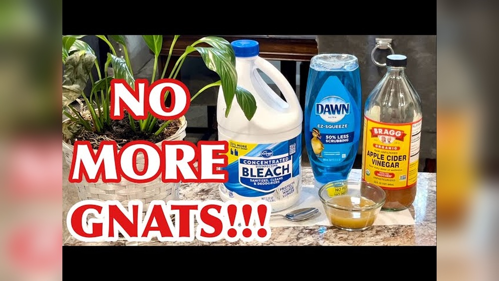 How to Rid of Gnats in the Kitchen?